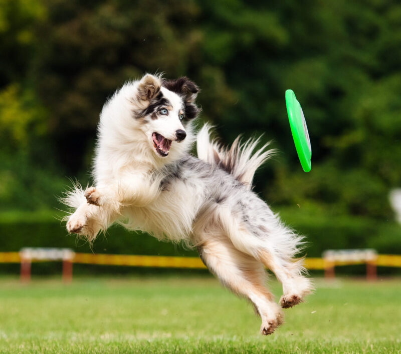 image of dog surgery recipient catching frisbee