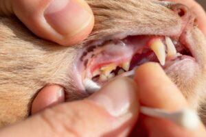 image of cat needing surgery with Inflamed gums and teeth covered with plaque and tartar in cats. Concept of dental health in the feline. Brown spots in the oral mucosa. Prevention of oral infections in cats.